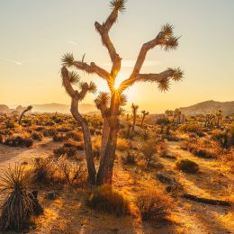 joshua tree